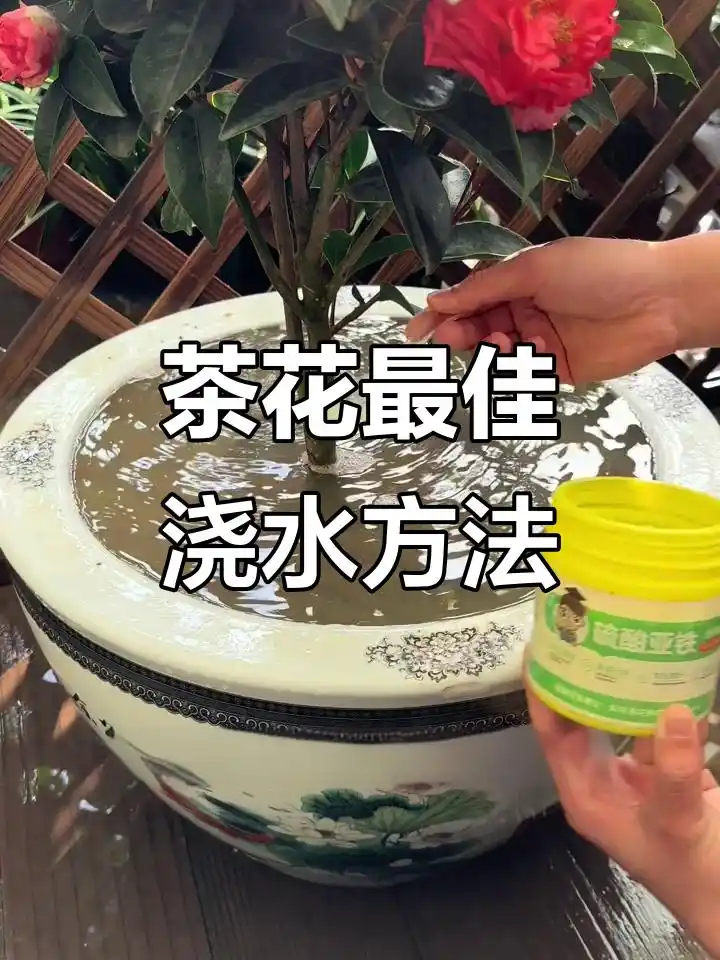 茶叶水浇花好不好