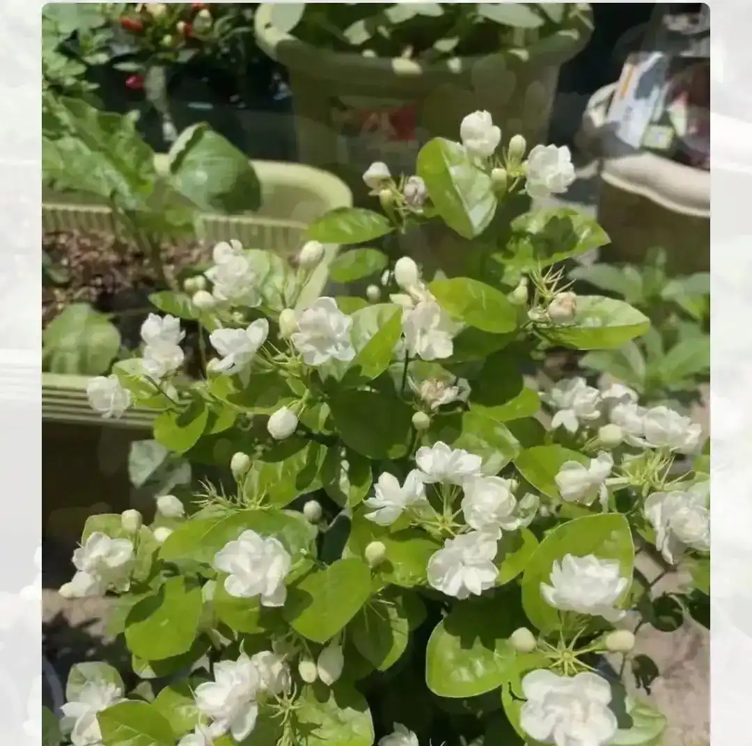 茶叶水浇花好不好