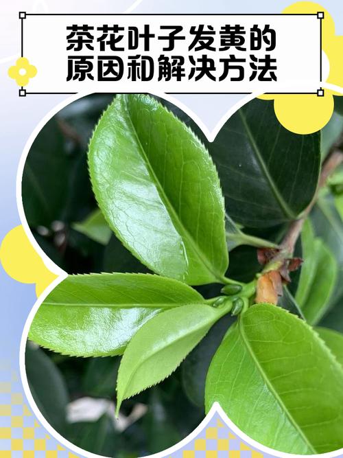 茶叶水浇花好不好