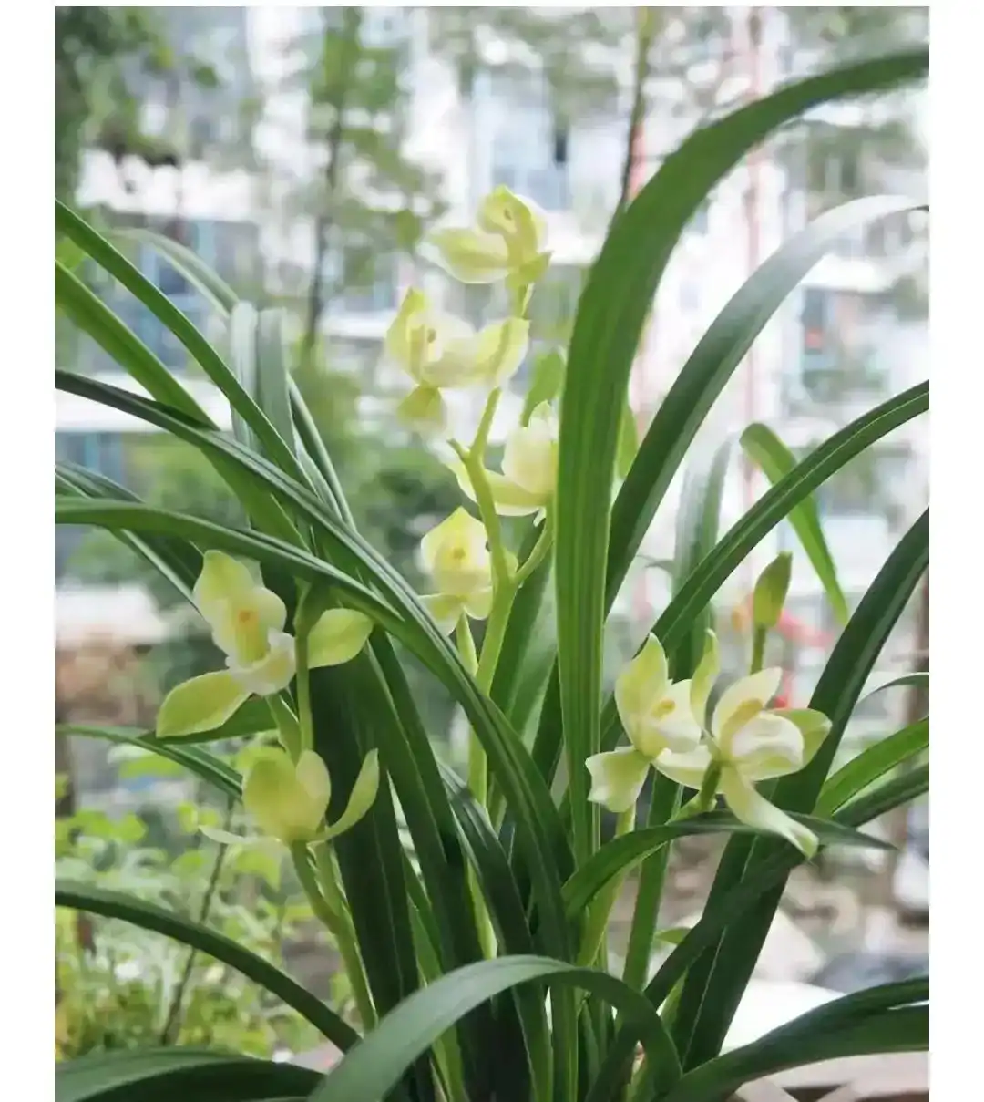 茶叶水浇花好不好