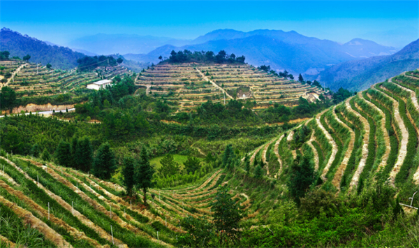 华祥苑茗茶加盟费