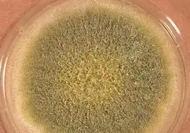 过期的茶叶能喝吗