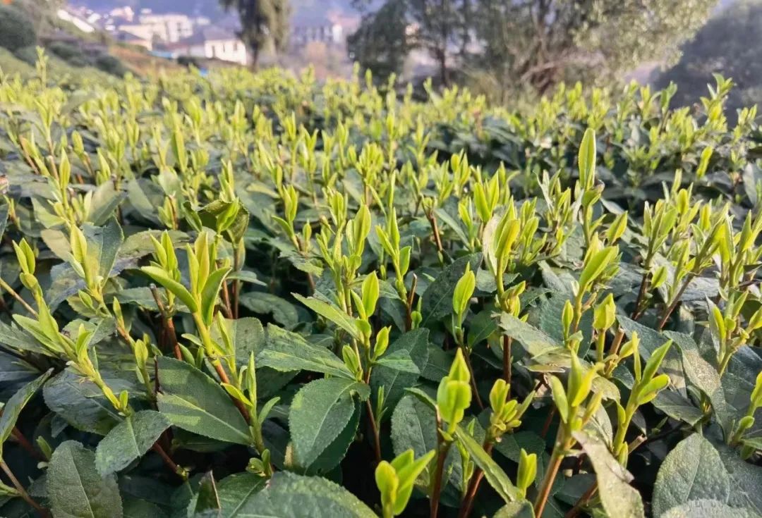 西湖龙井茶叶价格