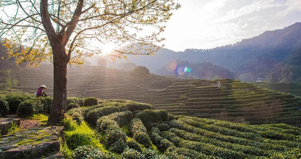 西湖龙井茶叶价格