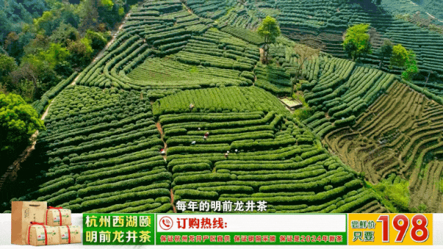 西湖龙井茶叶价格