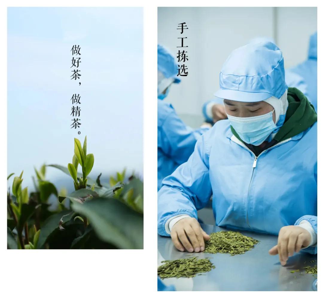 西湖龙井茶叶价格