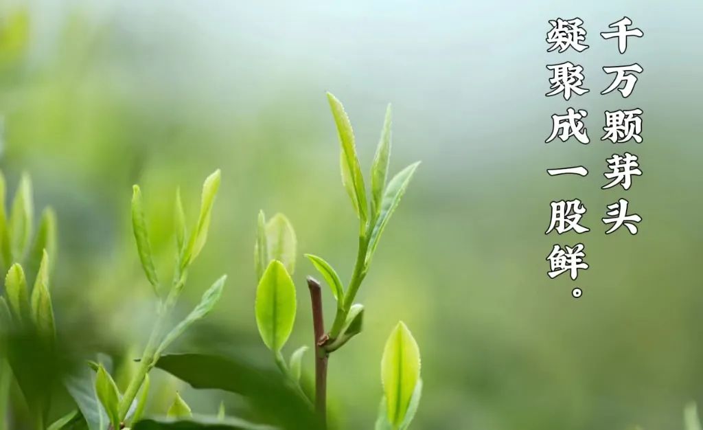 西湖龙井茶叶价格