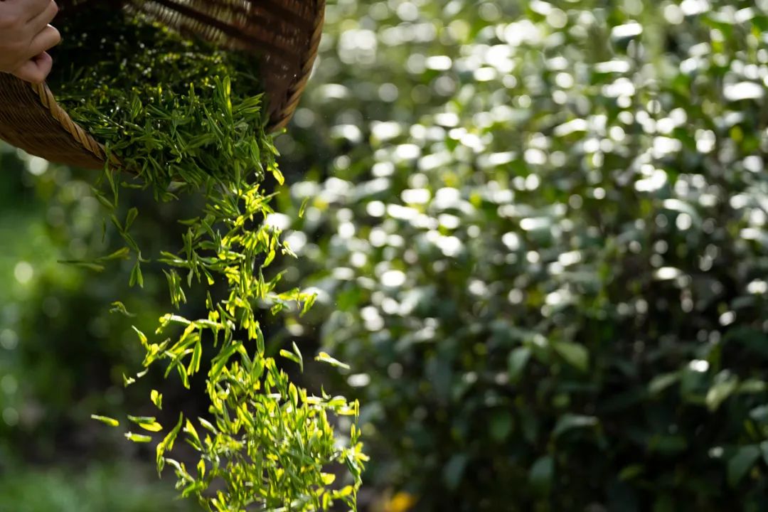 西湖龙井茶叶价格