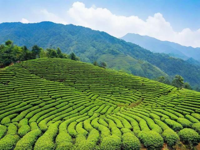 景迈山名茶:品味来自云南大山深处的自然馈赠与独特口感
