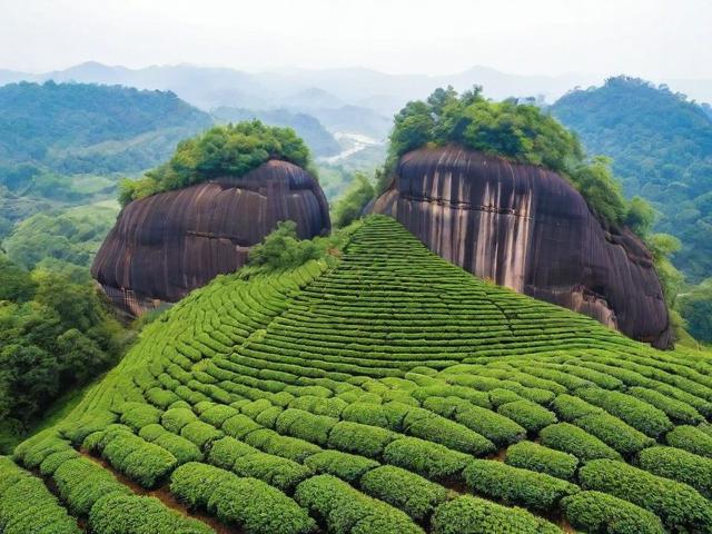 武夷山十大名茶排行榜：领略独特岩韵与文化底蕴