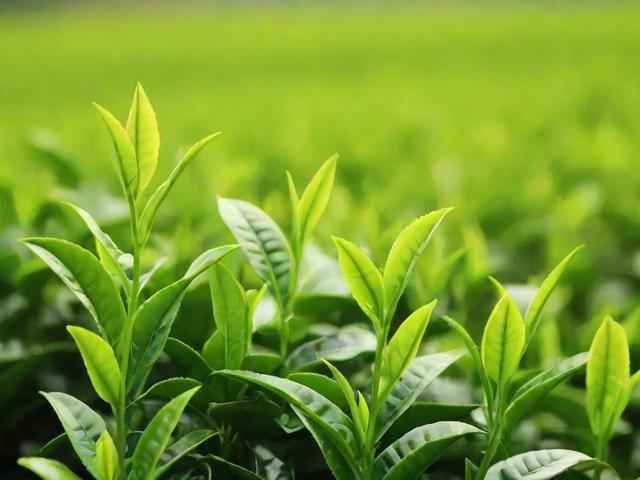 绿茶中的名茶排行榜：中国十大名茶与国际知名绿茶品种解析
