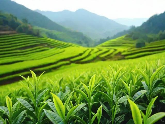安徽岳西翠兰名茶价格走势及市场分析