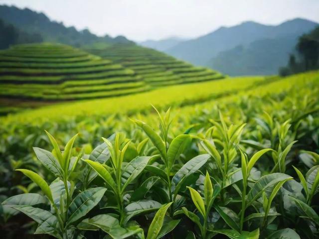 版纳名茶:探索西双版纳优质茶叶的生长环境与独特魅力