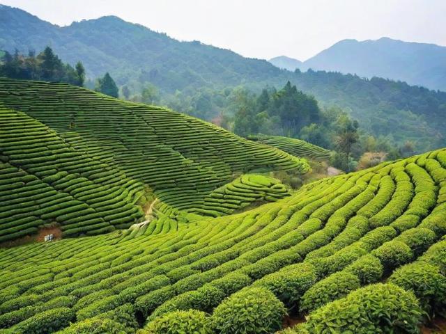 鹤峰名茶品牌:探索历史、文化与市场拓展的深度之旅