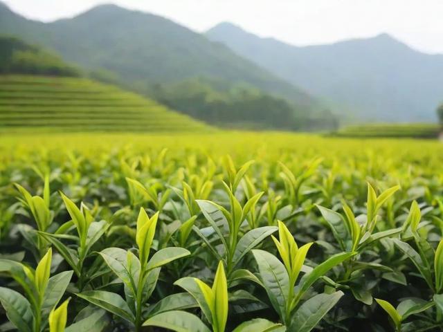 潮汕名茶种植与采摘全攻略，带你深入了解凤凰单枞和岭头单丛的秘密