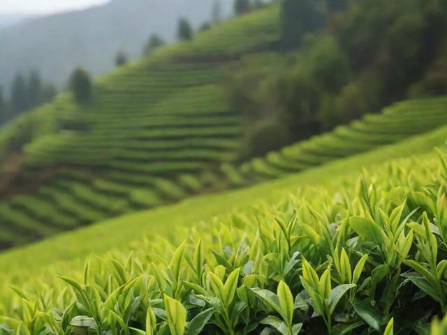 江北茶区的名茶:信阳毛尖、六安瓜片、霍山黄芽等你来品鉴