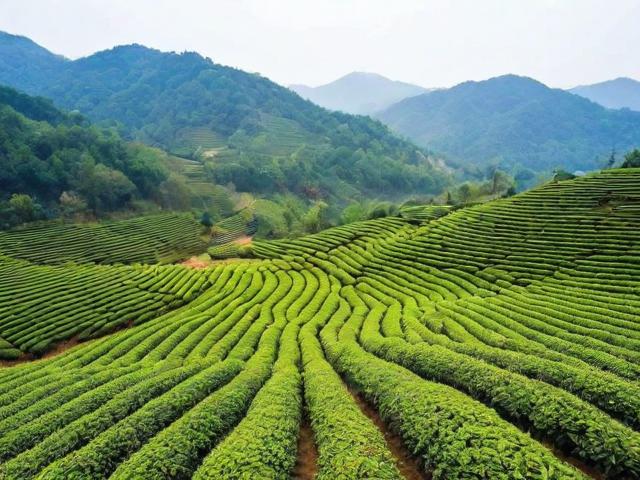 英山名茶：品味湖北黄冈的文化名片与独特魅力