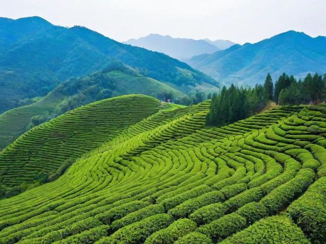 英山名茶:品味湖北黄冈的文化名片与独特魅力