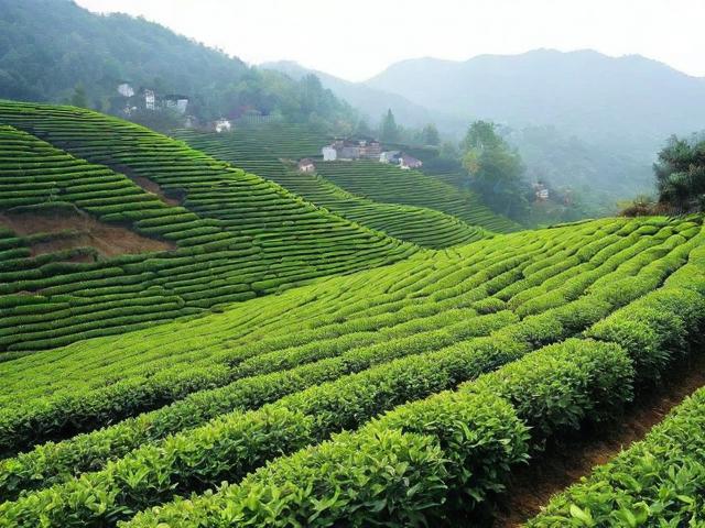 绩溪名茶的种植与采摘技巧及历史文化的全面解析