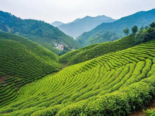 赣南名茶:品味江西茶叶的璀璨明珠与独特魅力