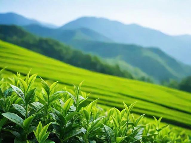 高山名茶的种植环境、种类及冲泡技巧全解析