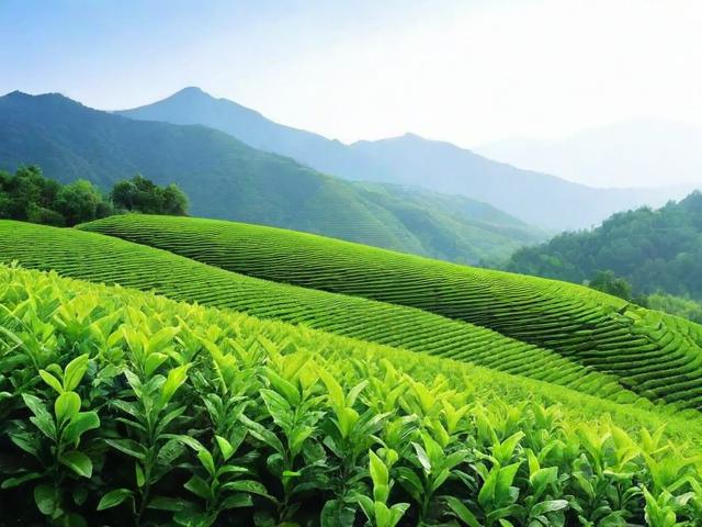 高山名茶的种植环境、种类及冲泡技巧全解析