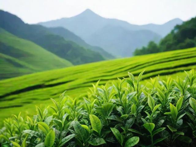 高山名茶的种植环境、种类及冲泡技巧全解析
