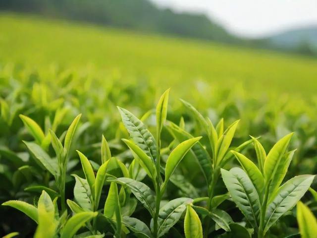 十大名茶哪些是绿茶：详解绿茶品种与文化价值