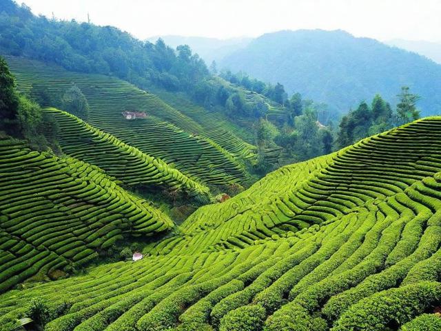 茶陵的名茶：探寻历史韵味与现代价值