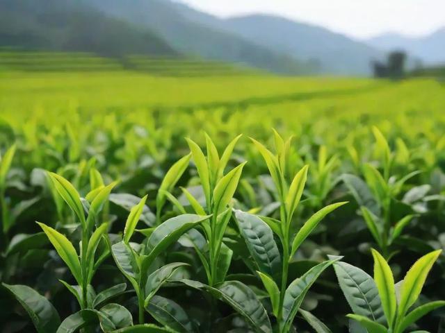 江北茶区名茶:地理环境、历史渊源与市场竞争力全面解析