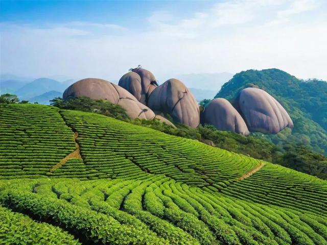 福建太姥山名茶有限公司：高品质茶叶与文化传承的完美结合