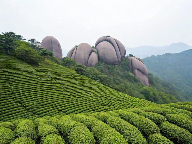 福建太姥山名茶有限公司:高品质茶叶与文化传承的完美结合