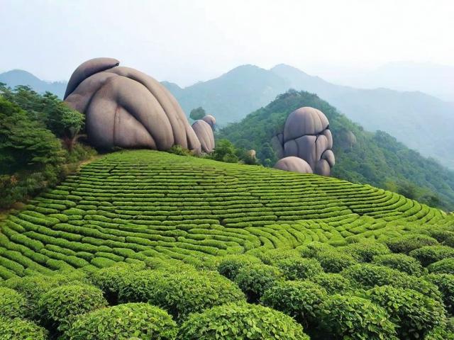 福建太姥山名茶有限公司:高品质茶叶与文化传承的完美结合