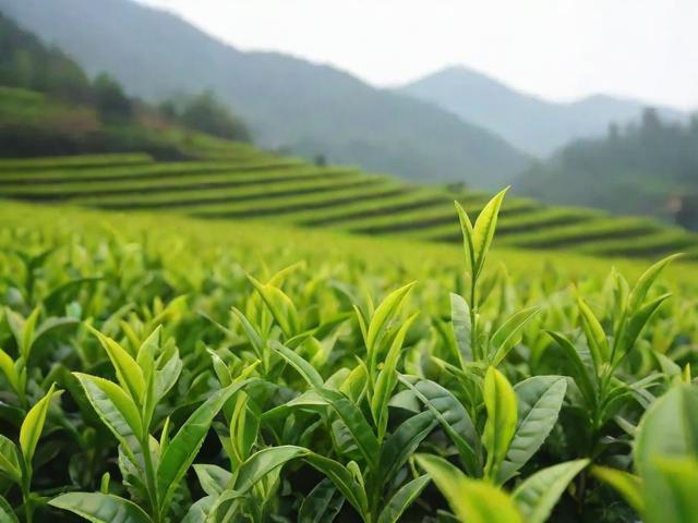 金寨县名茶采摘与制作工艺全解析，品鉴六安瓜片和金寨翠眉的独特魅力