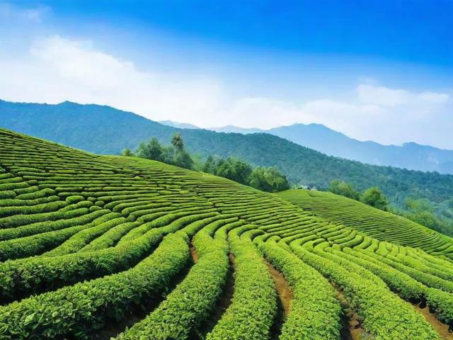 蓝天名茶：独特风味与健康益处的完美结合