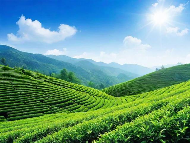 蓝天名茶:独特风味与健康益处的完美结合