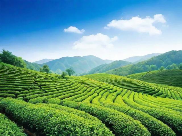 蓝天名茶:独特风味与健康益处的完美结合