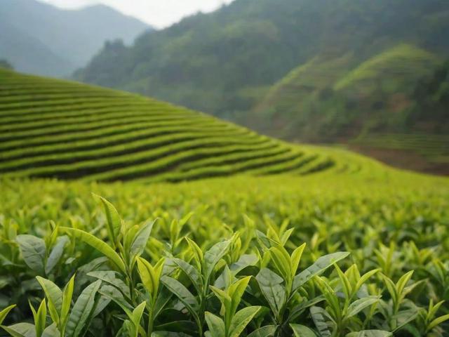 恩施名茶有哪些 探秘恩施玉露、利川红等特色茶叶的种类与文化价值