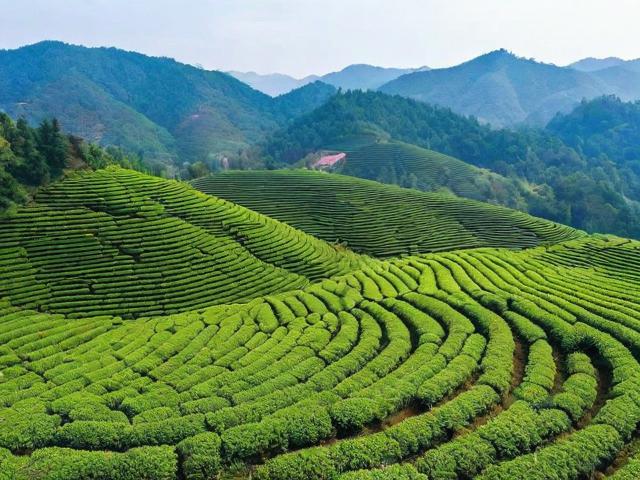 探寻黄冈名茶的历史文化与现代发展,品味正宗黄冈茶叶的独特魅力