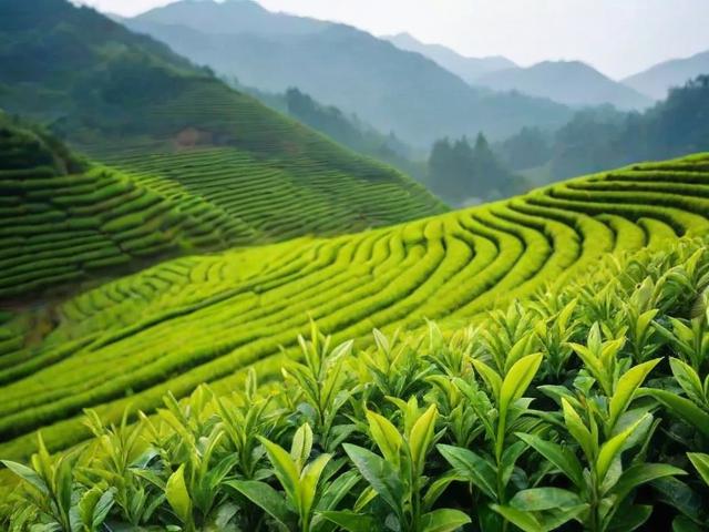 都匀名茶：品味贵州绿茶的独特魅力与文化价值