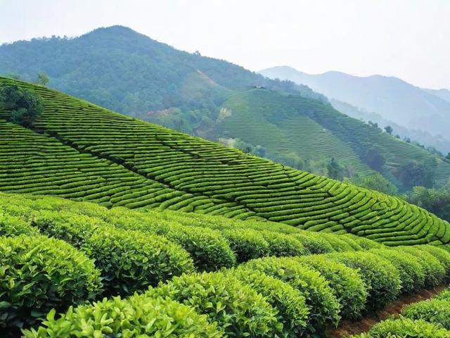 龙山名茶:从种植到品鉴,探寻中国高端茶叶的魅力