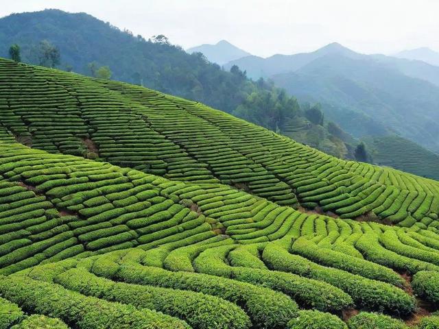 中国八大名茶产地详解：探寻每一片茶叶的故乡与独特风味