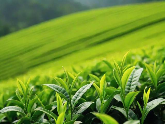 中国八大名茶产地详解:探寻每一片茶叶的故乡与独特风味
