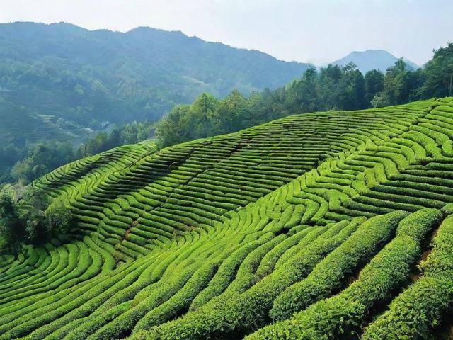 中国八大名茶产地详解:探寻每一片茶叶的故乡与独特风味