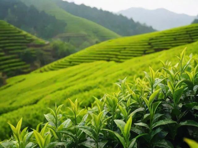 中国八大名茶产地详解:探寻每一片茶叶的故乡与独特风味
