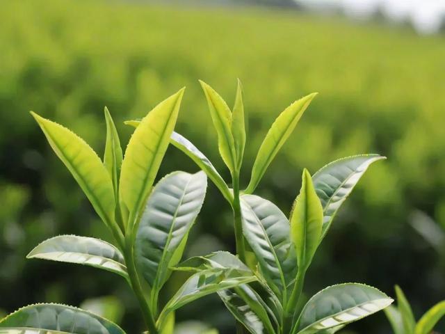 各种茶都是一种茶树吗？揭秘茶叶种类与茶树品种的奥秘