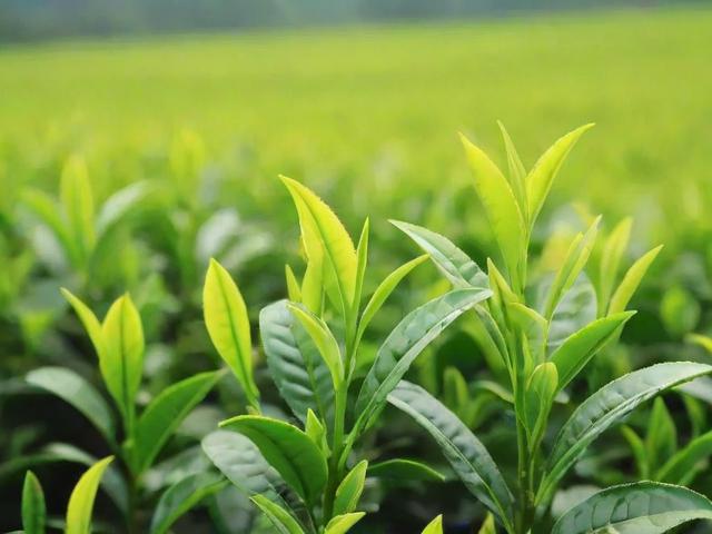 各种茶都是一种茶树吗?揭秘茶叶种类与茶树品种的奥秘