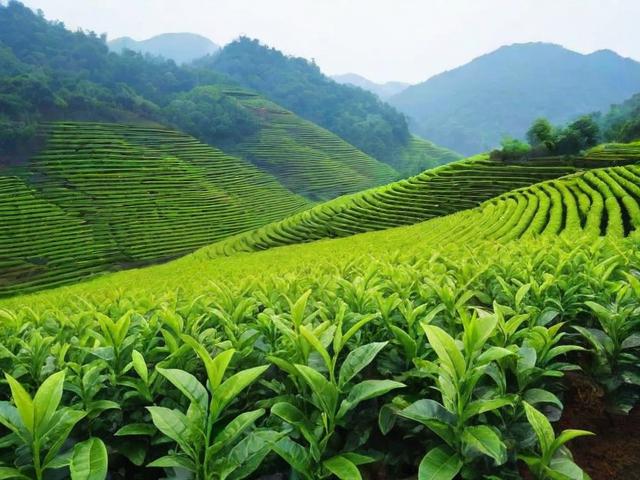探索安顺名茶的魅力与文化价值，了解其独特种植工艺与市场前景