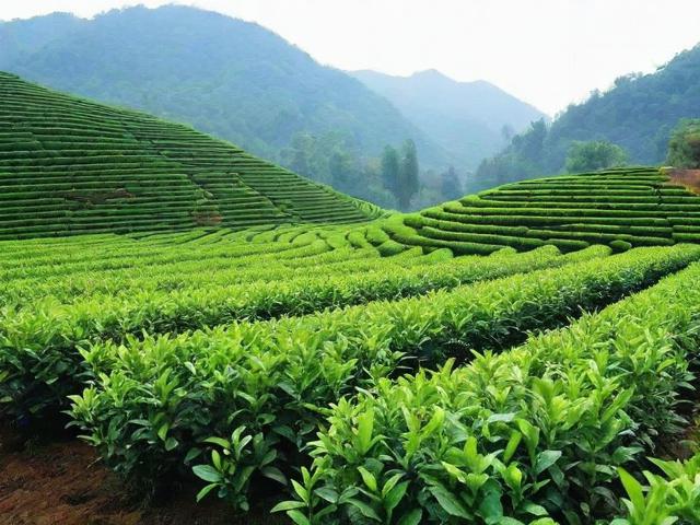 探索安顺名茶的魅力与文化价值,了解其独特种植工艺与市场前景