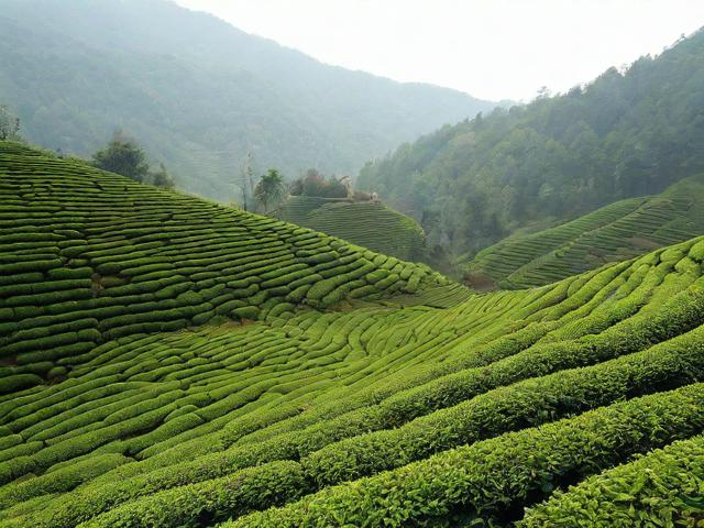 福建安溪岐山魏荫名茶：品味独特香气与精湛工艺